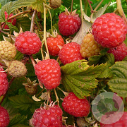 Rubus idaeus 'Glen Ample' GM 1.5