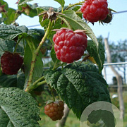 Rubus idaeus 'Tummelberry' 50-80 cm 3,0L