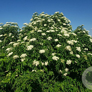 Sambucus canadensis 'York' 50-60 cm C1.5