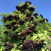 Sambucus nigra 'Haidegg 17' 60-80 cm 7,5L