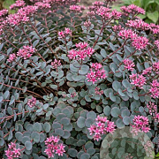 Sedum cauticola GM P9