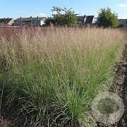 Sporobolus airoides 'Delicatesse' GM P9 BIO