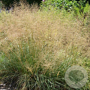 Sporobolus heterolepis 'Cloud' GM P9 BIO