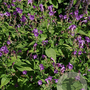 Strobilanthes rankanensis GM P9 BIO