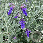 Teucrium fruticans Indyho GM P9