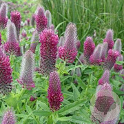 Trifolium rubens GM P9 BIO