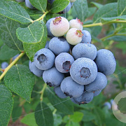 Vaccinium c. 'Duke' GM 1.5