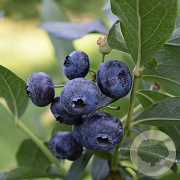 Vaccinium c. 'Patriot' GM 1.5