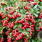 Vaccinium vitis-id. 'Red Pearl' GM 1.5