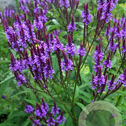 Verbena hastata GM P9 BIO