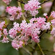 Viburnum bodn. 'Dawn' 35-40 cm 2,0L