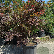 Acer pal. 'Atropurpureum' 150-175 cm 40L meerstammig