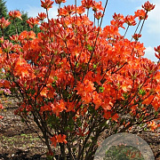 Azalea (M) 'Koster's Brilliant Red' 40 cm 5,0L