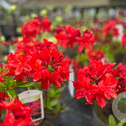 Azalea (KH) 'Nabucco' 20-25 cm 3,0L