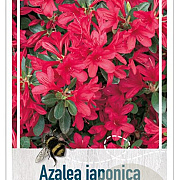 Azalea (J) 'Toreador' 25-30 cm 4,0L