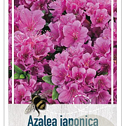 Azalea (J) 'Violetta' 25-30 cm 4,0L