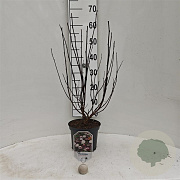 Physocarpus opulifolius 'Diable d'Or' 30-40 cm 3,0L