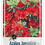 Rhododendron (AJ) Geisha Red 20-25 cm 2,0L