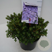 Rhododendron impeditum select 30 cm 5,0L