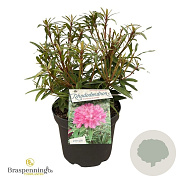 Rhododendron ponticum 'Graziella' 30-40 cm 5,0L struik