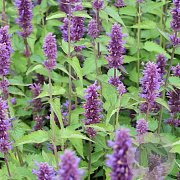 Agastache 'After Eight' GM P13 Biologisch