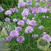 Allium schoenoprasum GM P13 Biologisch