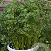 Apium graveolens GM P13 Biologisch