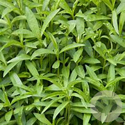 Artemisia dracunculus GM P13 Biologisch