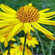 Arnica montana GM P13 Biologisch