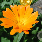 Calendula officinalis GM P13 Biologisch