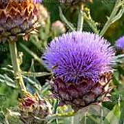 Cynara cardunculus GM P13 Biologisch