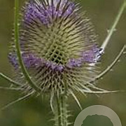 Dipsacus fullonum GM P13 Biologisch