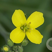 Diplotaxis tenuifolia GM P13 Biologisch