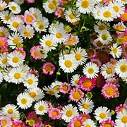 Erigeron karvinskianus GM P13 Biologisch