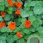 Tropaeolum majus GM P13 Biologisch