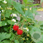 Fragaria vesca GM P13 Biologisch