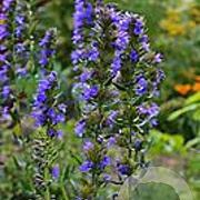 Hyssopus officinalis GM P13 Biologisch