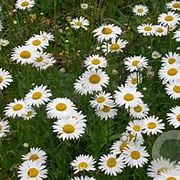 Leucanthemum vulgare GM P13 Biologisch