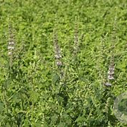 Mentha arvensis strawberry GM P13 Biologisch