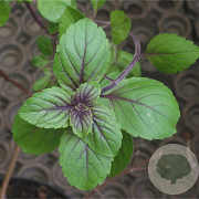 Ocimum basilicum GM P13 Biologisch