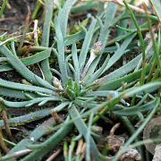 Plantago coronopus GM P13 Biologisch