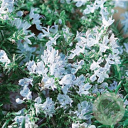 Rosmarinus officinalis 'Blauer Winter' GM P13 Biologisch