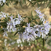 Rosmarinus off. 'Taylor's Blue' GM P13 Biologisch