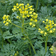 Ruta graveolens GM P13 Biologisch