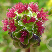 Sanguisorba minor GM P13 Biologisch