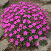 Saponaria ocymoides GM P13 Biologisch