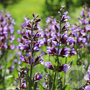 Salvia officinalis GM P13 Biologisch