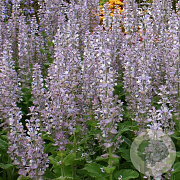Salvia sclarea GM P13 Biologisch