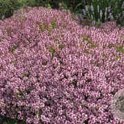 Thymus serpyllum GM P13 Biologisch
