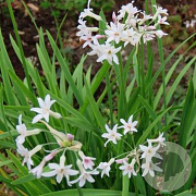 Tulbaghia violacea GM P13 Biologisch